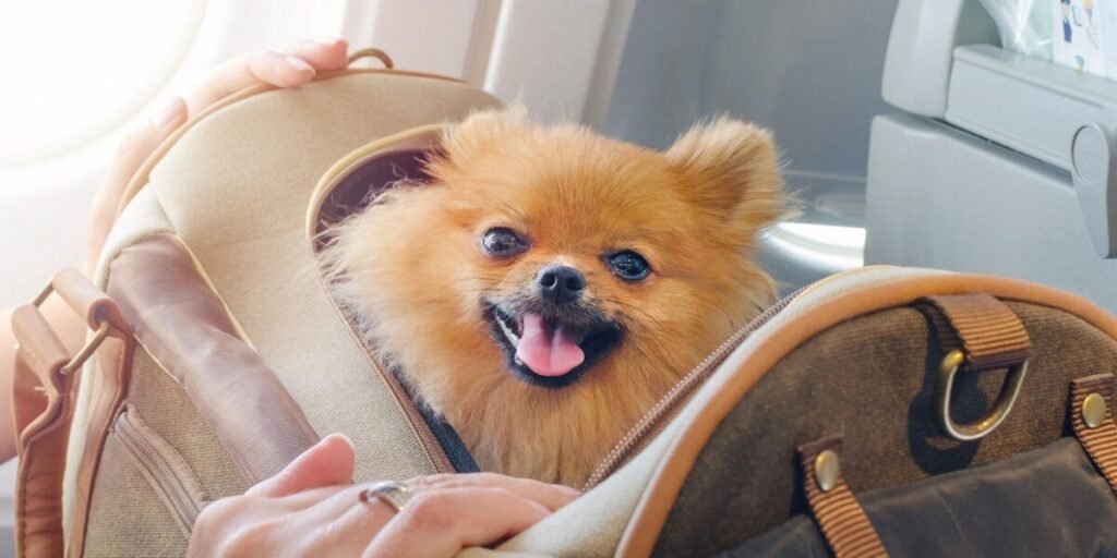 southwest airlines pet travel