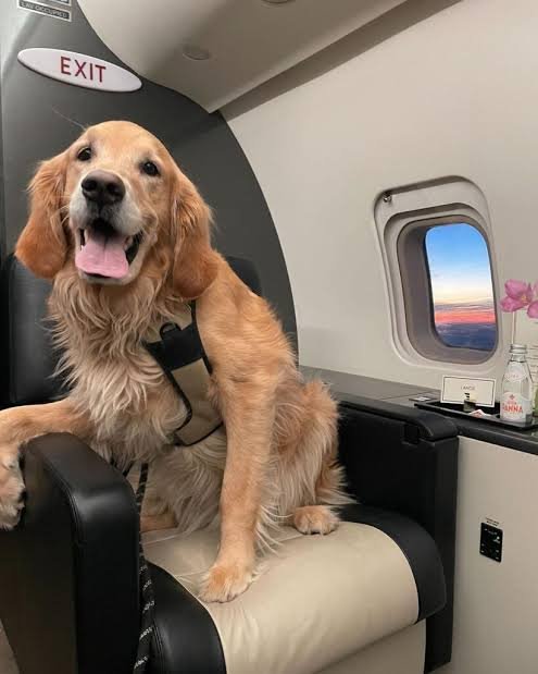 AirPolicyGuide-air canada pet
